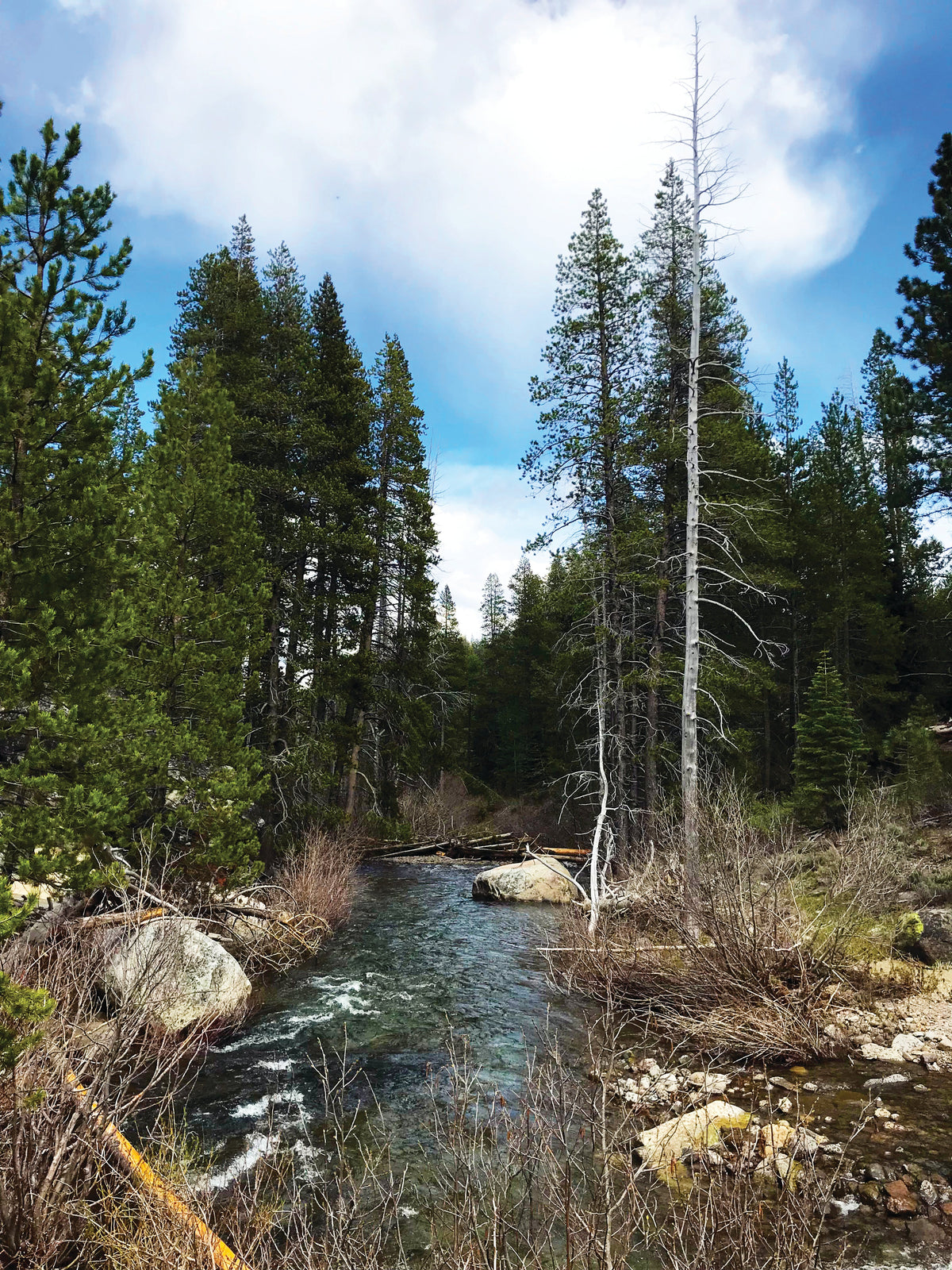 Coldstream Trail: A California 89 Hike Guide