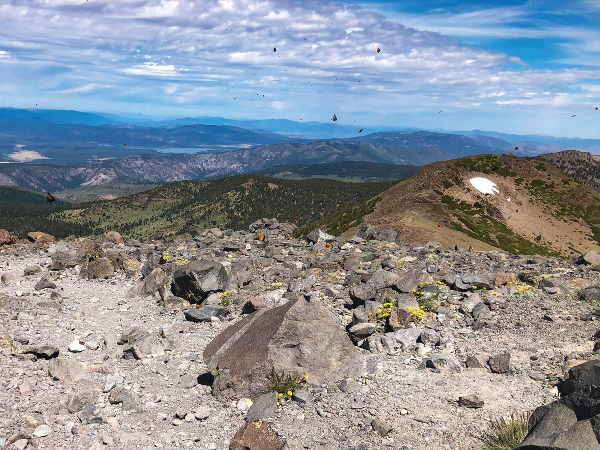 Mount Rose Trail: A California 89 Hike Guide
