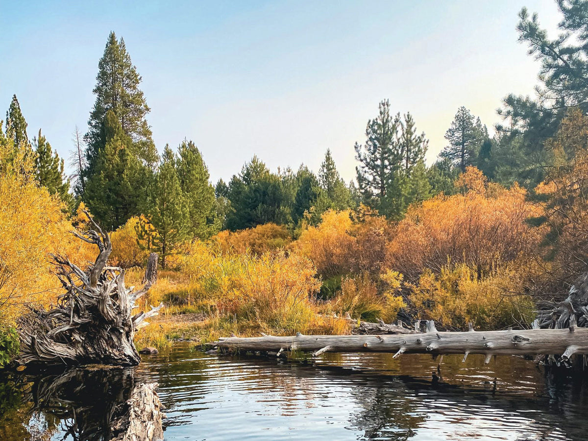 Sagehen Creek Loop: A California 89 Hike Guide