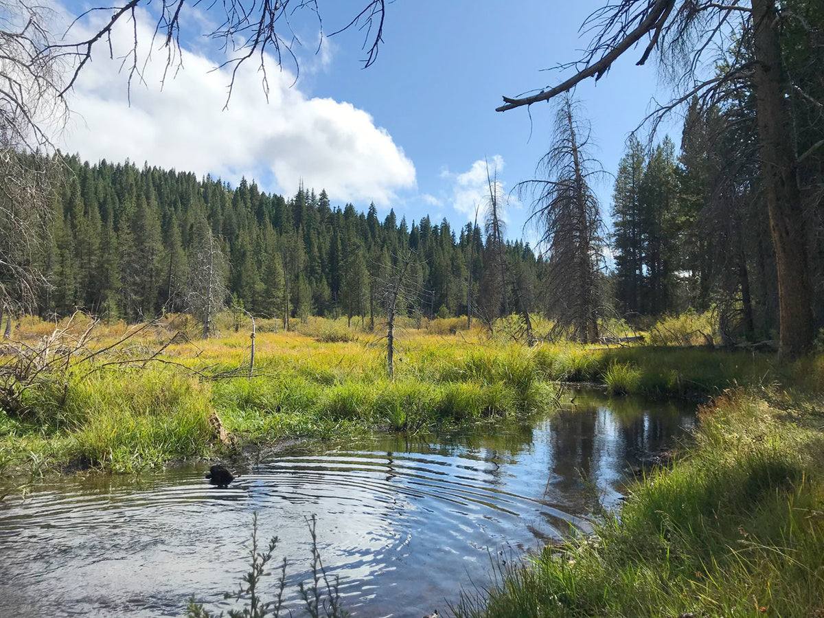 California 89 Hike of the Week - Sagehen Creek Trail