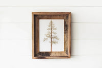 11 x 14 Jeffrey Pine Print