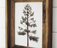 8x10 Lodgepole Pine Watercolor Print | California 89