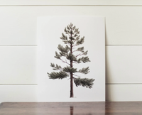 11 x 14 Lodgepole Pine Print
