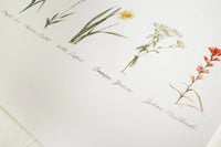 16x20 Framed Collection of Wildflowers Print with Matte | California 89