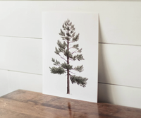11 x 14 Lodgepole Pine Print