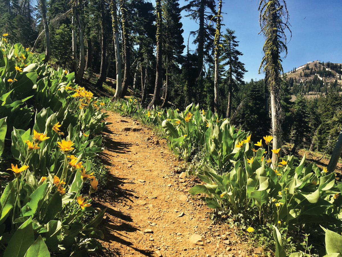 Mount Judah Loop Trail: A California 89 Hike Guide
