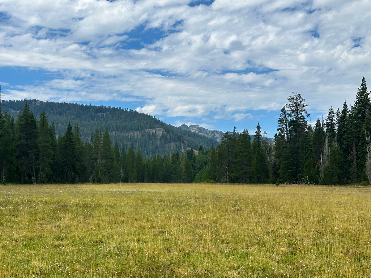Paige Meadows: A California 89 Bike Guide