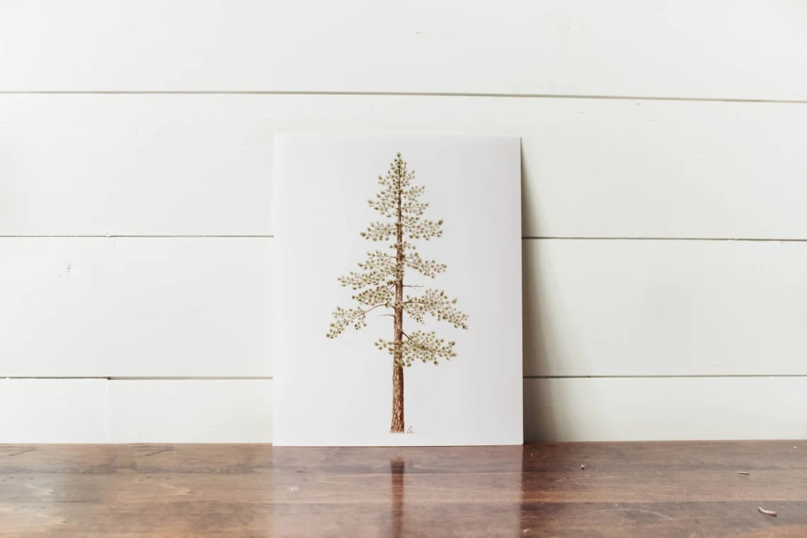 8 x 10 Jeffrey Pine Print