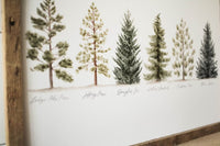 Framed 8 x 10 Collection of Evergreens Print
