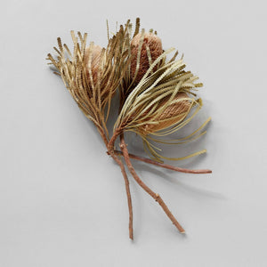 Dried Banksia - set of 3