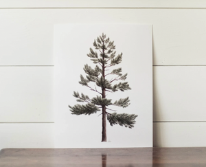 11 x 14 Lodgepole Pine Print