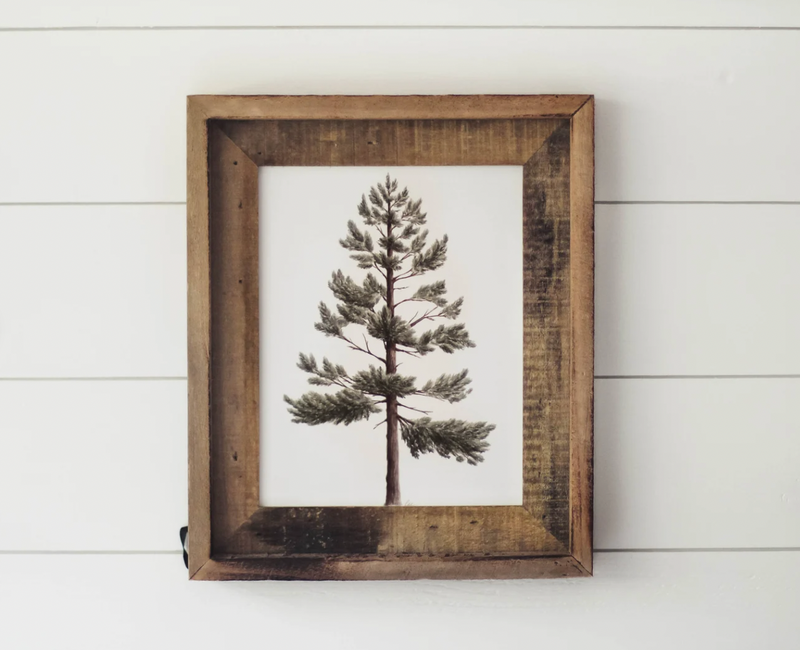Framed 8x10 Lodgepole Pine Print | California 89