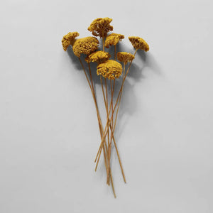 Dried Natural Yarrow