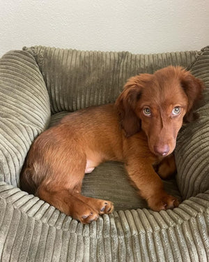 Large Corduroy Dog Bed