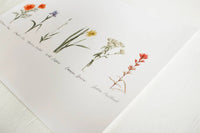8x10 Collection of Wildflowers Watercolor Print | California 89