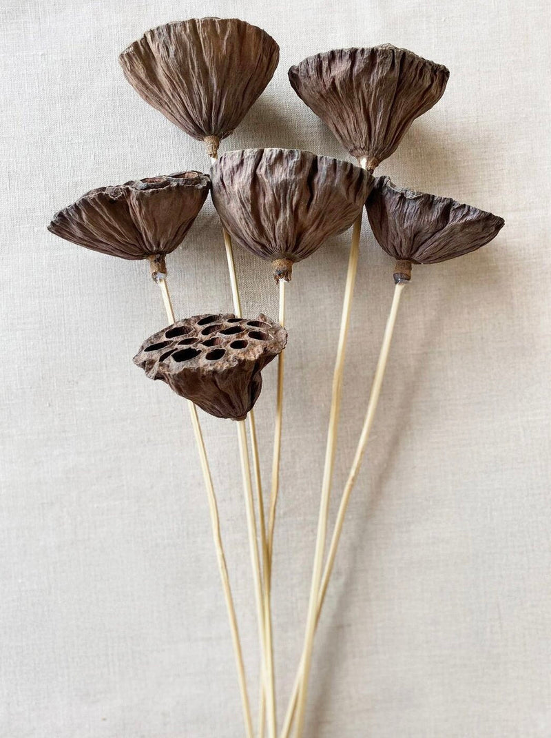 Dried Natural Lotus Pods on Stems | California 89