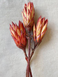 Dried Protea Flowers | California 89