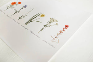 Framed 8 x 10 Collection of Wildflowers Print
